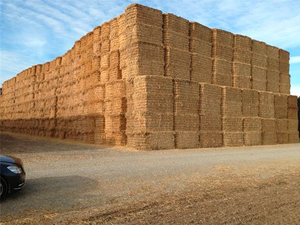 Alimento para animales de paja de trigo sin enfermedades de Pakistán, heno rico en proteínas para cerdos, ovejas, caballos, vacas, cabras, empaquetado en pacas - Product Image 6