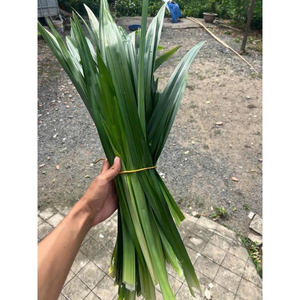 FEUILLES DE PANDAN CONGELÉES QUALITÉ DE QUALITÉ SUPÉRIEURE EN GROS APPROVISIONNEMENT EN VRAC HERBE AROMATIQUE NATURELLE HOT DEAL TOP VENTES PRODUIT D'EXPORTATION - Product Image 6