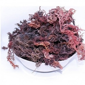 Mousse de mer violette sauvage de qualité supérieure - Product Image 1