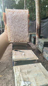 Opción de abastecimiento a granel de miel en panal con estructura de cera natural y presentación atractiva para los compradores - Product Image 6