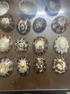 Décor de plage marron ivoire ovale coquille de mer patte escargot coquille approvisionnement en vrac poli coquille d'escargot artisanat - Product Image 5