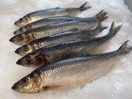 Pescado de arenque de alta calidad estándar listo para exportar - Product Image 4