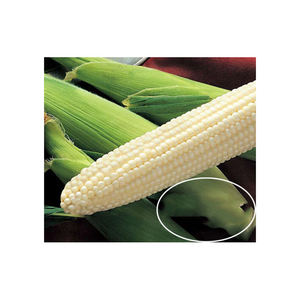 Maïs sucré congelé IQF en vrac grains de maïs blanc Style supérieur Emballage de stockage Aliments matures Couleur Poids Étagère Origine Type Life Grade - Product Image 5