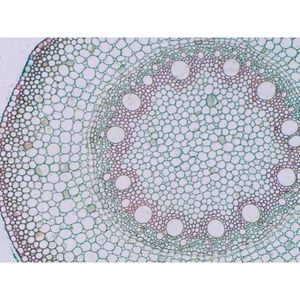 Portaobjetos de Microscopio Preparado: T.S. de Raíz de Zea Mays (Maíz) - Product Image 1