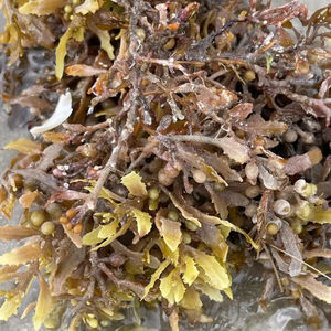 Sargassum pallidum แห้งสินค้าเกษตรบรรจุในถุง25-50กก. - Product Image 2