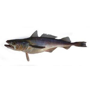 ปลาค็อดแช่แข็งของปลาค็อดใน45กก. ก้อน dryfish สต็อก (ปลาค็อดแห้ง) - Product Image 4