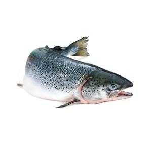 Saumon entier congelé, processus BQF, emballage sous vide, qualité supérieure, 20 kg, en vente au meilleur prix - Product Image 5