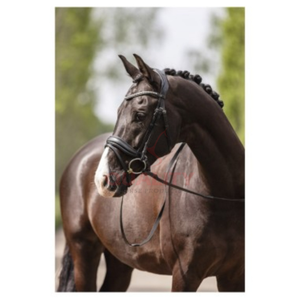 Juego de Brida y Cabestro de Cuero Estilo Inglés 2026, Hecho para Uso en Exteriores con Apariencia Elegante y Comodidad Enfocada en el Jinete - Product Image 5