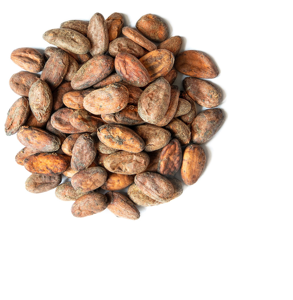 Fèves de cacao de haute qualité, poudre de cacao, beurre de cacao / cacao / fève de chocolat torréfiée, variété Forastero, 25 kg, 8 % max. - Product Image 2