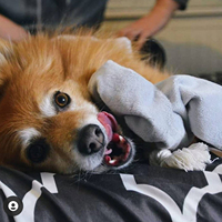Jouet à mâcher pour chien fait main, écologique, durable, style dessin animé moderne, peluche douce, lavable, emballé dans un carton flexible