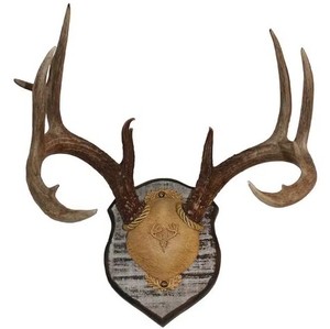 Bulk Sale Whole Red Deer Antlers Elk Antlers Naturally Shed Animal Extract Product for Food Supplement Cattle Gallstones - Product Image 2