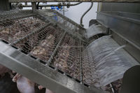 Mingshun - Machine à rôtir au gaz à haut rendement énergétique pour ailes de poulet, dinde et canard - Vente chaude