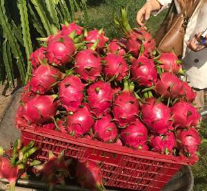 ชิปผลไม้มังกรพรีเมียม เนื้อนุ่ม ขนมผลไม้ธรรมชาติจากเวียดนาม - Product Image 2