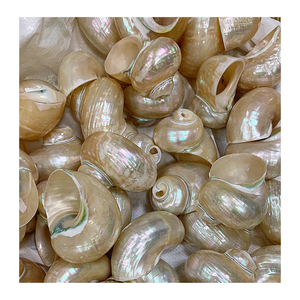 Projets de coquille intérieure avec coquille de conque verte et blanche du Vietnam Fournisseur de confiance 99 Gold Data - Product Image 6