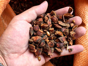 Anís Estrellado Seco de Vietnam en Oferta, Anís Natural de Fábrica, Suministro al por Mayor para Exportación - Product Image 2