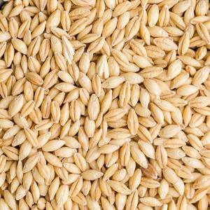 Organic Pure Barley <b>Grain</b> Wholesale Sale of Hulled Barley Malt <b>Grain</b> - Product Image 5