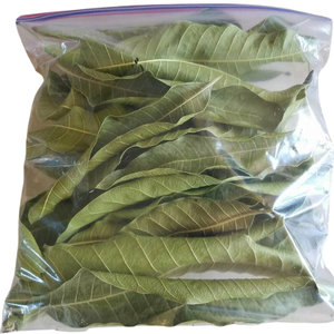 HOJAS DE MANGO SECAS DE ALTA CALIDAD A PRECIO BARATO DE VIETNAM - Product Image 2