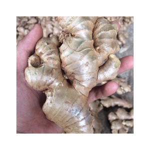Jengibre fresco con textura firme, rico aroma picante y larga vida útil, empaquetado según lo solicitado, ideal para exportación y venta de alimentos frescos - Product Image 5
