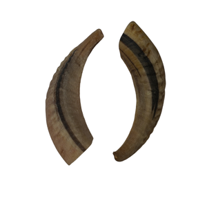 Shofar Kudu Ram Cuerno Pulido Shofar - Product Image 5