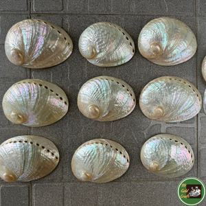 Decoración vietnamita hecha con conchas marinas reales para decoración de interiores y como regalo. - Product Image 4