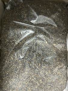 VENTE CHAUDE Graines de papaye Utilisées pour les ingrédients de mélange alimentaire et la transformation culinaire pour la vente en gros en vrac au Vietnam - Product Image 2