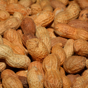 Arachides séchées sans peau de qualité A du Gujarat, type Runner, grande taille, riches en protéines, chargement en conteneur pour le Vietnam - Product Image 1