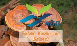 Hgo מפעל אספקת ישיר של תמצית פטריות reishi טבעי טהור (כיתה מזון בריאות) 10:1 מפרט (תמצית יחס תמצית) - Product Image 2