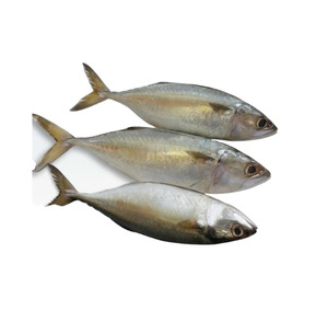Pescado Caballa Entero Congelado de Alta Calidad, Grado Superior, Envasado al Vacío, 25 kg, Proceso BQF y FD, 24 Meses de Vida Útil, Envío Mundial - Product Image 4