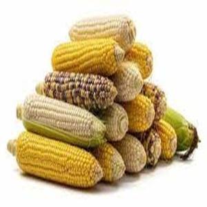 Maïs jaune de qualité supérieure, OGM, pour la consommation humaine et l'alimentation animale, récolte séchée au prix de gros - Product Image 2