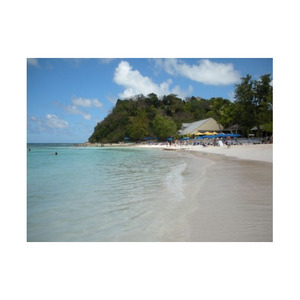 Large Quantities of Versatile & Sturdy Beech <b>Wood</b> <b>Logs</b> Price for Various Projects - Product Image 1