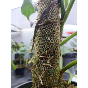 Planta de musgo vietnamita de alta calidad, producto agrícola Premium en Pila de musgo - Product Image 4
