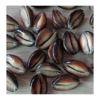99 Gold Data Vietnam menyediakan Cowrie Shell in Black Yellow Gray dan putih untuk dekorasi dan Crafting Cowrie Shell