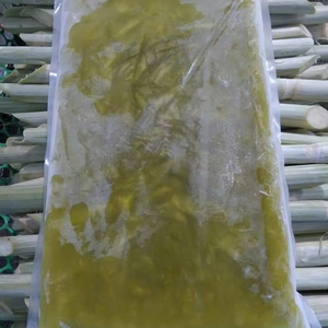 Bâtons de canne à sucre congelés du Vietnam, ingrédients parfaits pour les jus, les smoothies et les boissons rafraîchissantes - Product Image 1