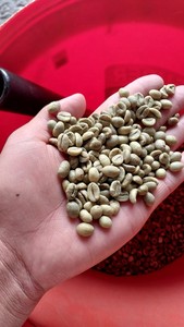 Granos de Café Verde Robusta Orgánico de Alta Calidad al por Mayor a Granel de Vietnam. Contactar a la Sra. Doris +84 35 254 2206 - Product Image 2