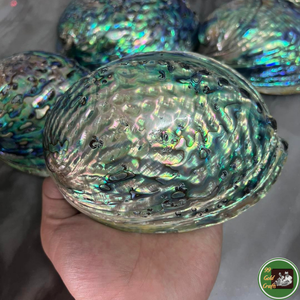 Decoración vietnamita hecha con conchas marinas reales para decoración de interiores y como regalo. - Product Image 4