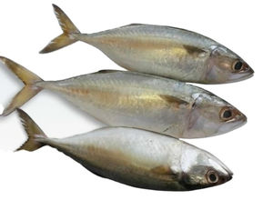 Filetes de Salmón Congelados de Aguas Profundas de Primera Calidad y Sin Espinas para Suministro a Mayoristas y Compradores de Procesamiento de Mariscos - Product Image 2