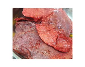Pulmones de res ofrecidos a precios mayoristas asequibles, disponibles a granel, ideales para distribución y fabricantes de alimentos. - Product Image 1