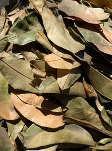 Venta al por mayor exclusiva de hojas secas de Guanábana-Grandes descuentos - Product Image 2