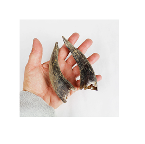 Corne de bélier Shofar polie casher haute qualité sonore pour la vente en gros de petite taille et d'artisanat naturel - Product Image 5