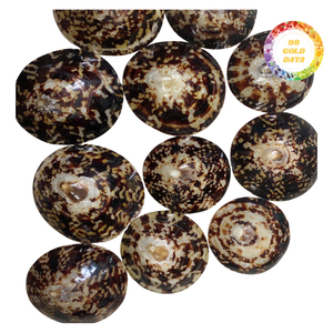 Conchas de limpias brillantes - Colores naturales para diseños creativos y uso decorativo - Product Image 5