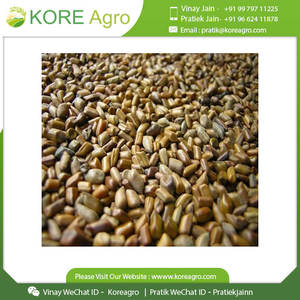 เมล็ดขี้เหล็กสำหรับชงชาสมุนไพรแบบดั้งเดิม - Product Image 5