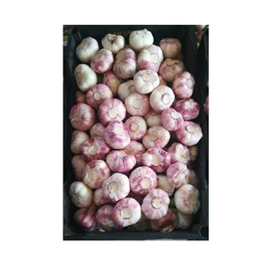 High Nutritious Natural Agriculture Fresh Vegetable Red/ White Garlic from Trusted Egyptian Supplier at Factory Price