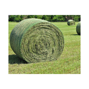 Heno de Rhodes de bajo precio y alta calidad, pasto seco preparado para pedidos de compra en grandes cantidades - Product Image 5