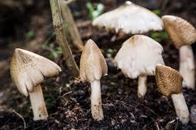 Champignons de termites, spécialité vietnamienne riche en nutriments - Product Image 6