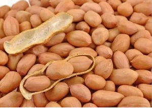 Cacahuetes Tostados con Cáscara de Alta Pureza para Comercio Mayorista Global, para Procesamiento de Alimentos, Producción de Aceite y Elaboración de Snacks, Estilo Seco - Product Image 2