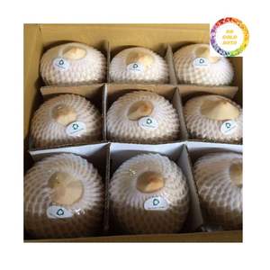 Jeune noix de coco tropicale du Vietnam-Saveur sucrée de qualité supérieure - Product Image 3