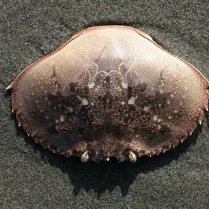 POUDRE DE COQUILLE DE CRABE SOURCE NATURELLE DE CALCIUM ET DE CHITOSAN - Product Image 6