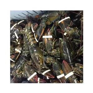 O melhor preço fresco/vivo/congelado canadenses lobsters (seafood) em massa estoque disponível com embalagem personalizada