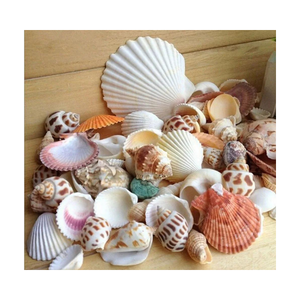 COQUILLE SUPÉRIEURE POUR LA DÉCORATION DU VIETNAM PRÊT À EXPORTER EN VRAC AVEC LE PRIX LE PLUS BAS/Ms.Thi - Product Image 1