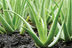 Dés d'Aloe Vera produits sous un contrôle de qualité strict pour les marchés mondiaux d'exportation et de gros - Product Image 6
